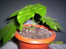 Abutilon 29 iul 2009