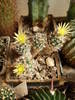 Turbinicarpus