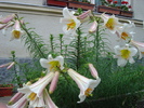 fritillaria imperialis