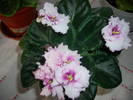Violete de Parma