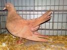 Orientalischer-Roller-(1)