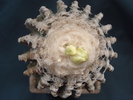 Discocactus horstii.