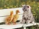 kitty & duckyes