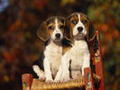PUP09RK001022