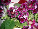 Gloxinia mov deschis