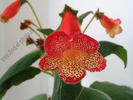 Kohleria Norrsken 3
