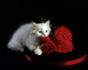 Pisica cu trandafiri si ciocolata