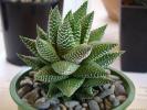 haworthia_baccata