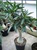 adenium somalense