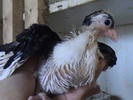 pui2009