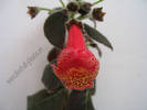 Kohleria Prince Albert 4