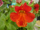 mimulus