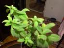 21 sept 2008 041