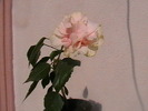 Picture 040