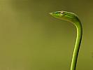 amazing-snake-pictures14[1]
