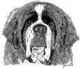 Saint Bernard5