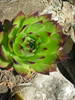 Sempervivum