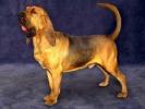 m_bloodhound_01