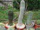Pachycereus pringlei & Echinopsis