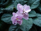 Rose Marie