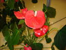 ANTHURIUM