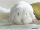 animale-white_lops