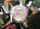 Mammillaria hahniana fma.giseliana 1