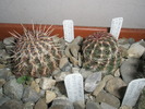 Echinocereus viridiflorus - 30.11
