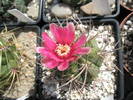 Gymnocalycium pseudotilianum - floare 11.06