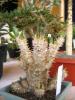 pachypodium_horambense