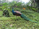 Paun