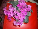 Violete de Parma