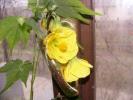 abutilon