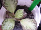 episcia green aga