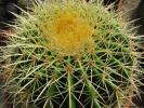 echinocactus_grusoni