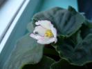 Detaliu floare