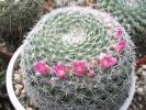 Mammillaria