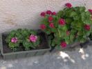 Picture 002