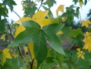 Liquidambar styraciflua (2009, Oct.04)