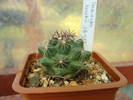 Thelocactus bueckii