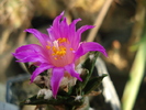 DSC03294