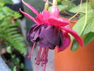 Fucsia New Millenium 19 iul 2009 (5)