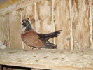 P9061582