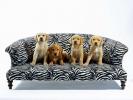 Dogs Wallpaper_ Poze cu Catei 8