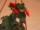 Picture 020