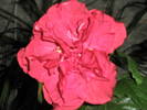 Hibiscus cu floare batuta - 10.07