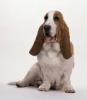 BASSET HOUND