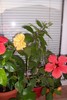 Classic apricot 2 si Aloha rosa 2