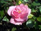 bordure_rose