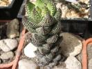 Haworthia reinwardtii